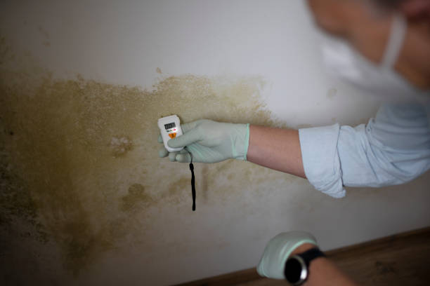 Professional Mold Removal in Peru, IL